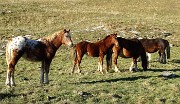 80 Cavalli al pascolo alla Baita Alta